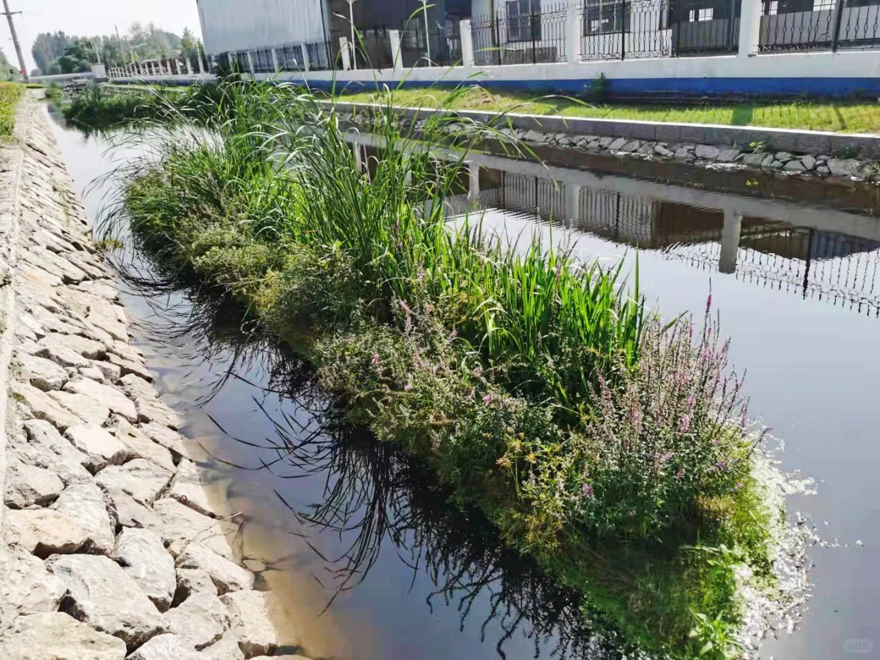 浮动湿地，让水质净化与生态美化同步实现