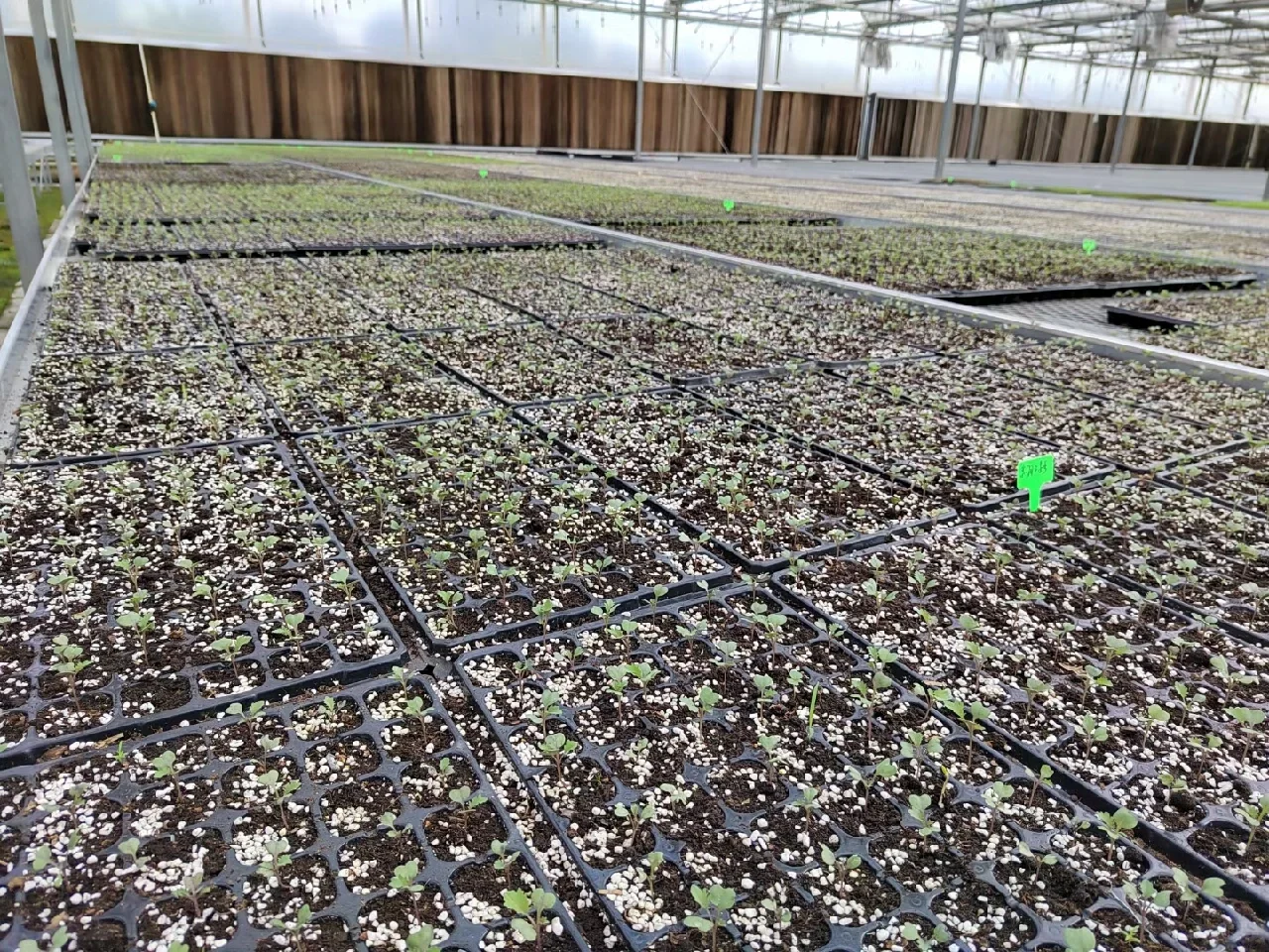 秋冬季可食用性景观植物