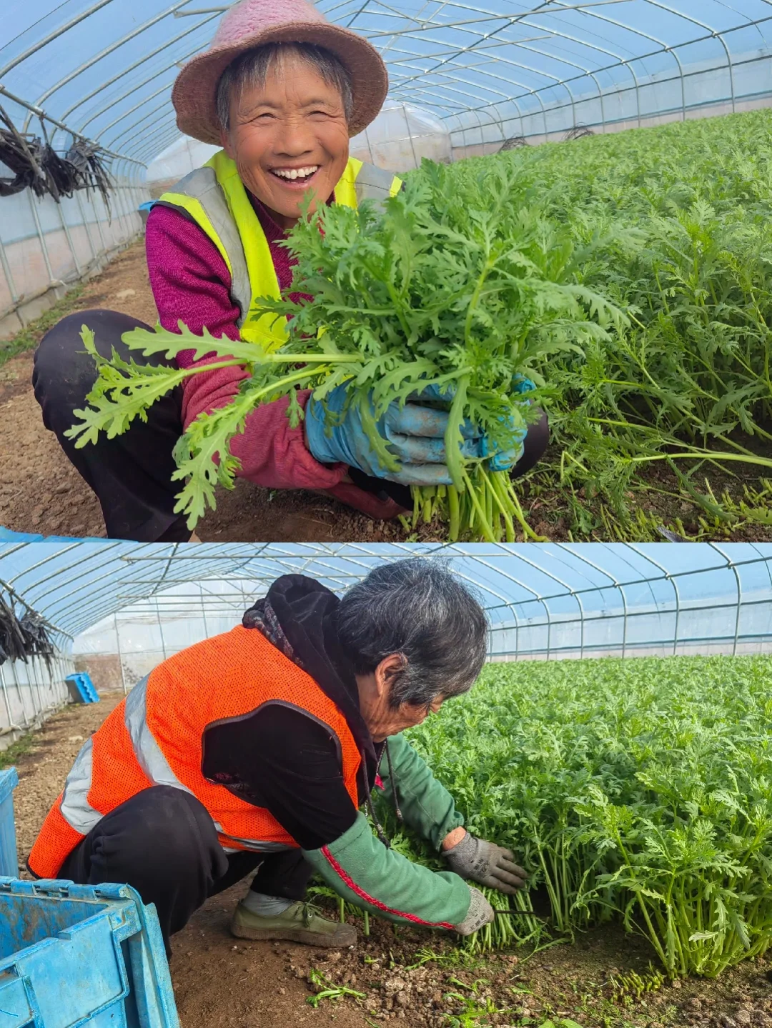 感恩节丨农人的喜悦金不换！