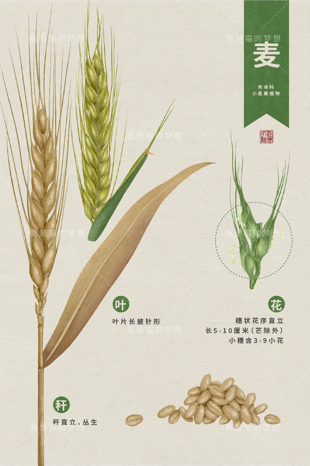 五谷来袭之【稻】【黍】【稷】【麦】【菽】（已独家）