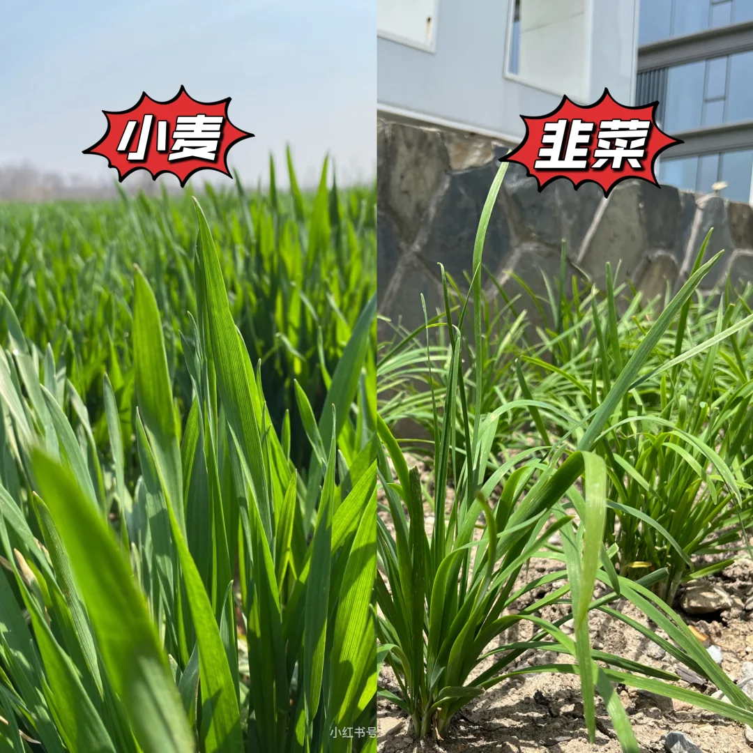 麦子、韭菜傻傻分不清？