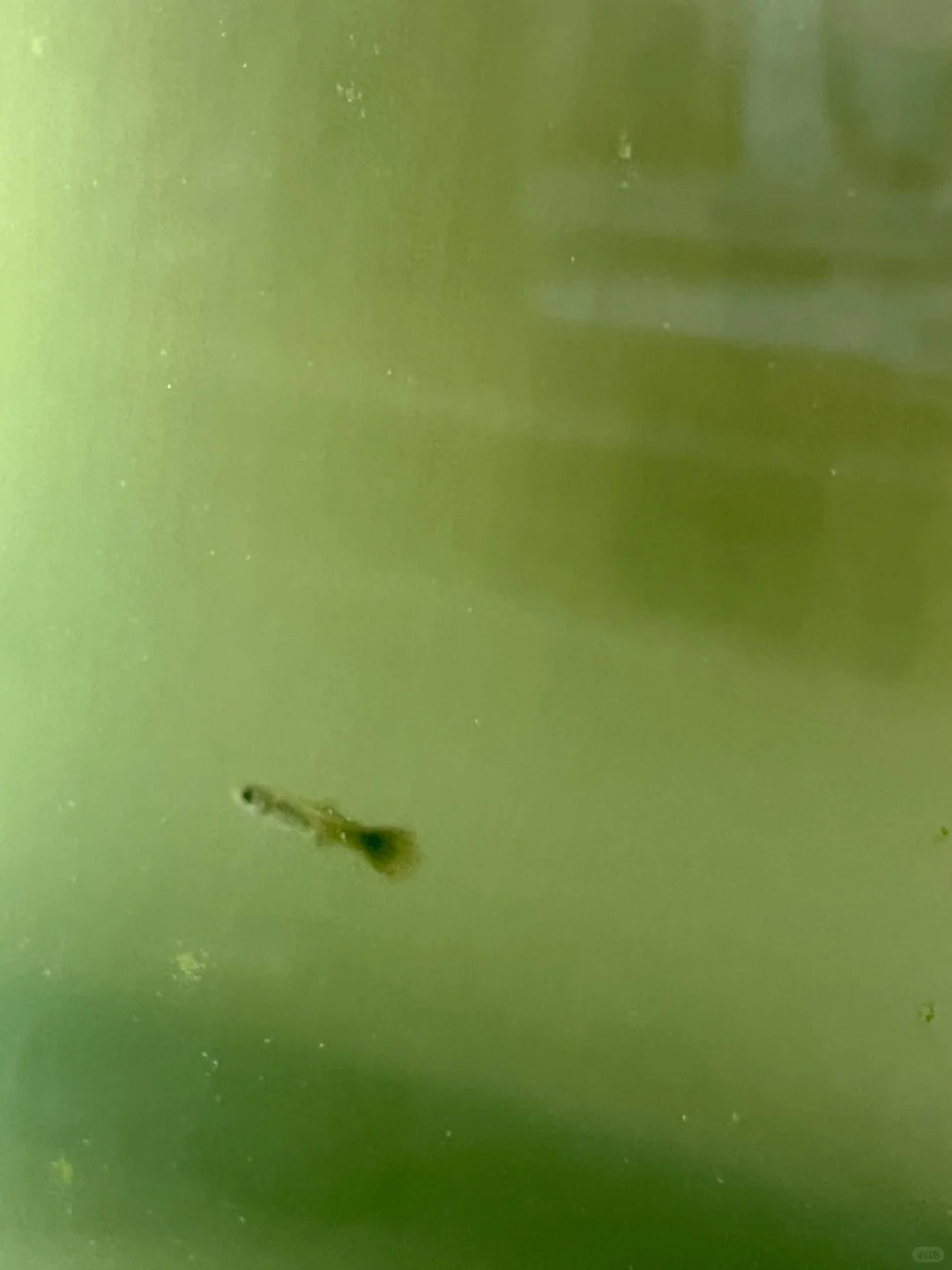 ?鱼缸水质自救指南｜放大蒜片真的能治水浑