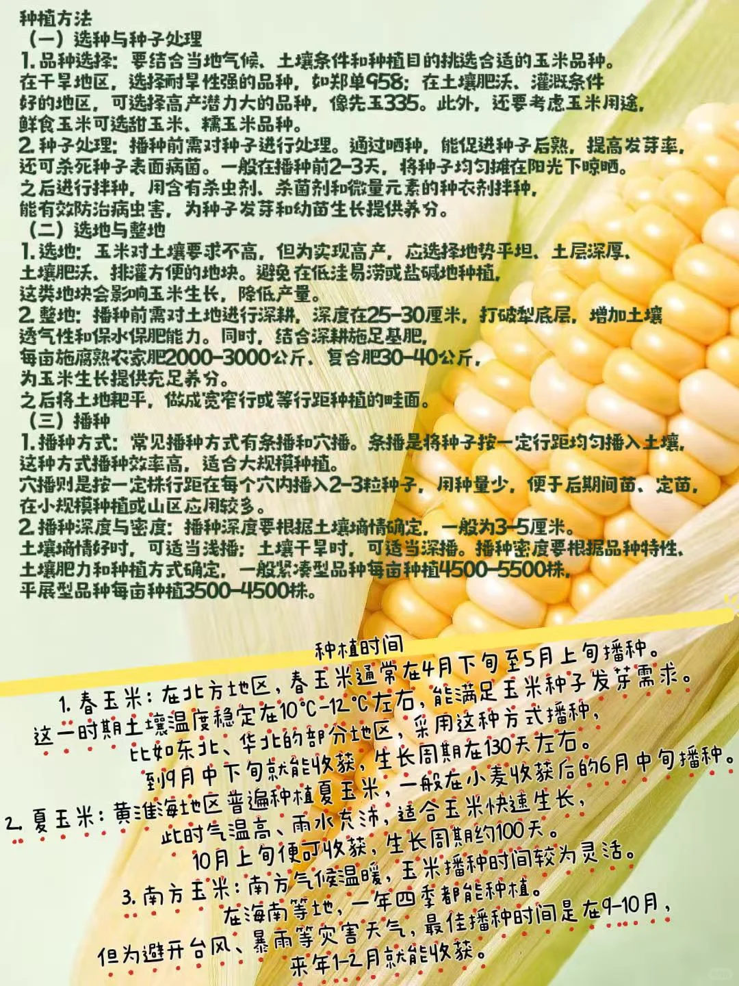 蔬菜知识点-玉米