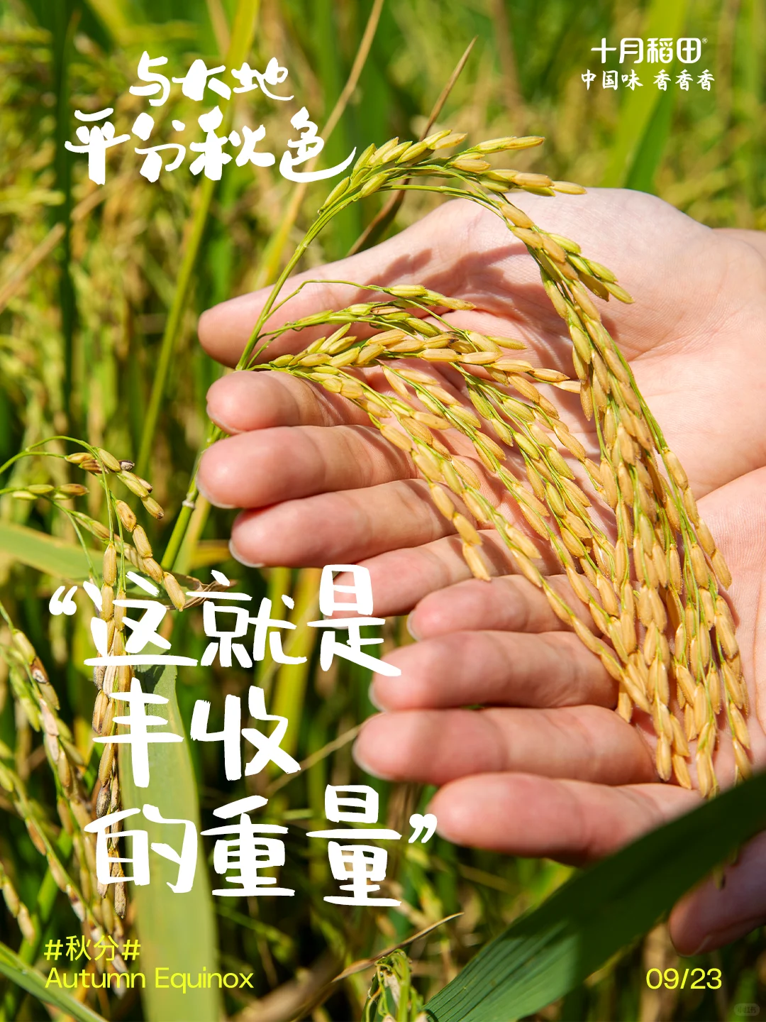 秋分丨粮辰吉日庆丰收?