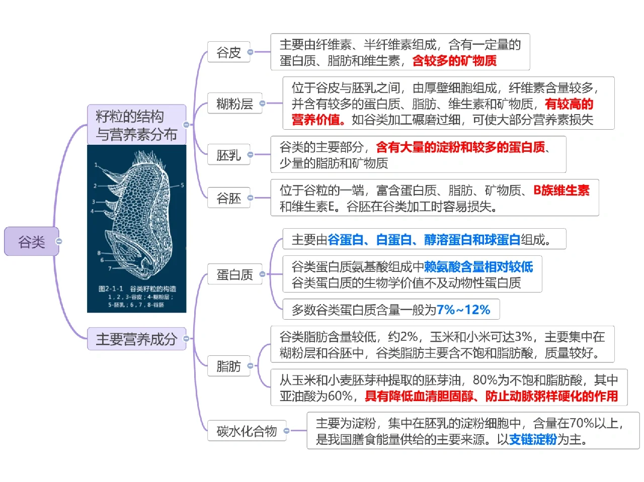 Day37 植物性食物的营养价值之谷类（一）