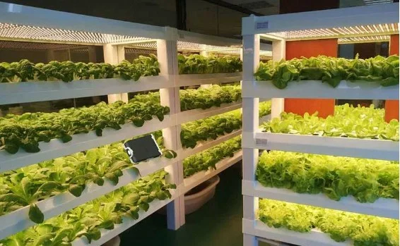 植物工厂——新型农业生产模式