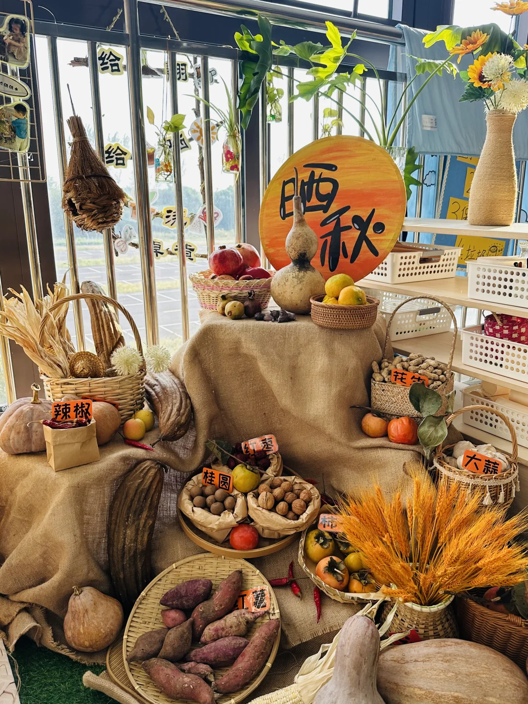 幼儿园秋季植物角——晒秋、秋收冬藏