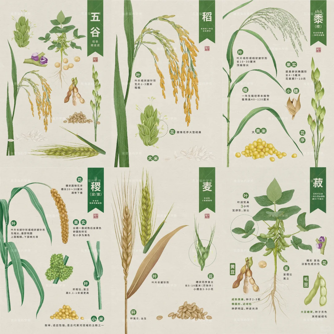 五谷来袭之【稻】【黍】【稷】【麦】【菽】（已独家）
