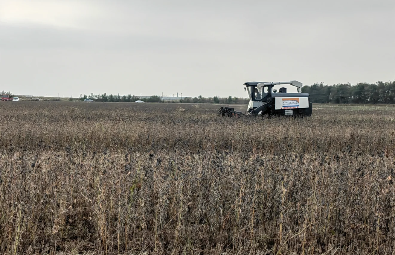昔日盐碱地，今日新粮仓，中国大豆的破局路