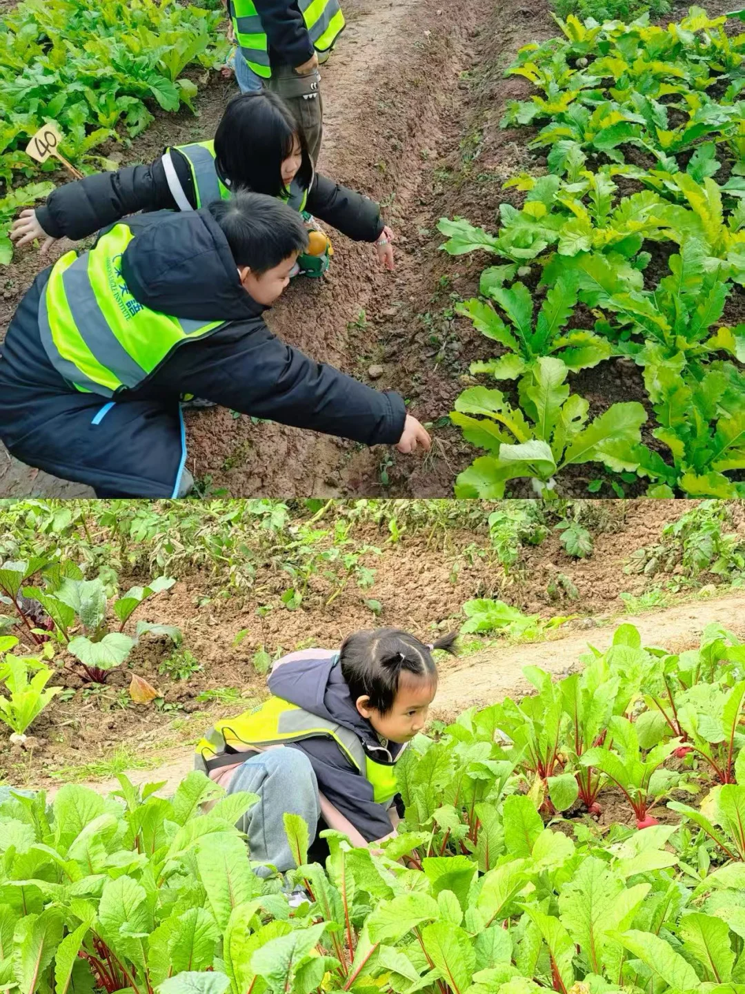 【“? 农耕田间•一起“趣”拔萝卜?”】