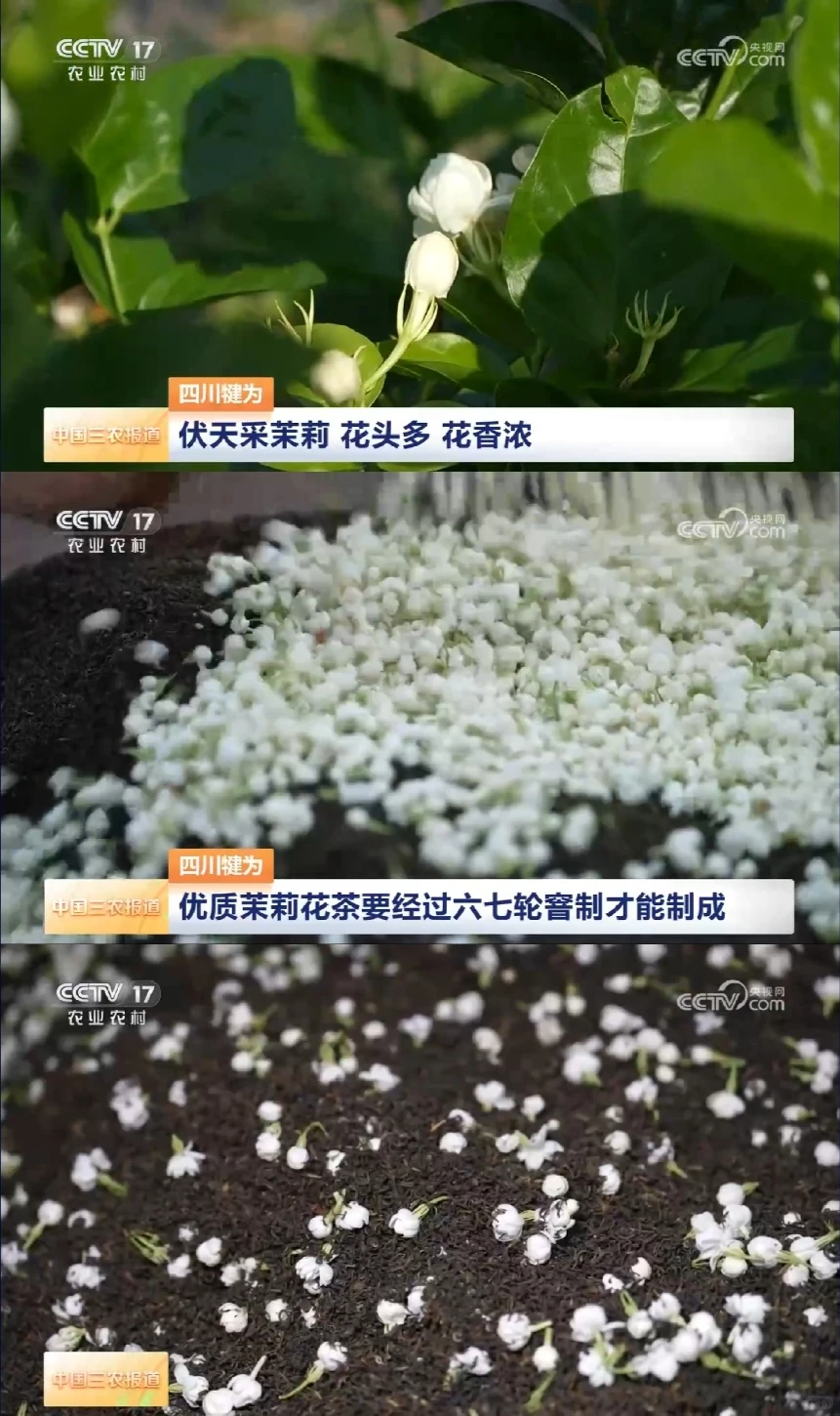 2025年8月1日农业新闻摘录。