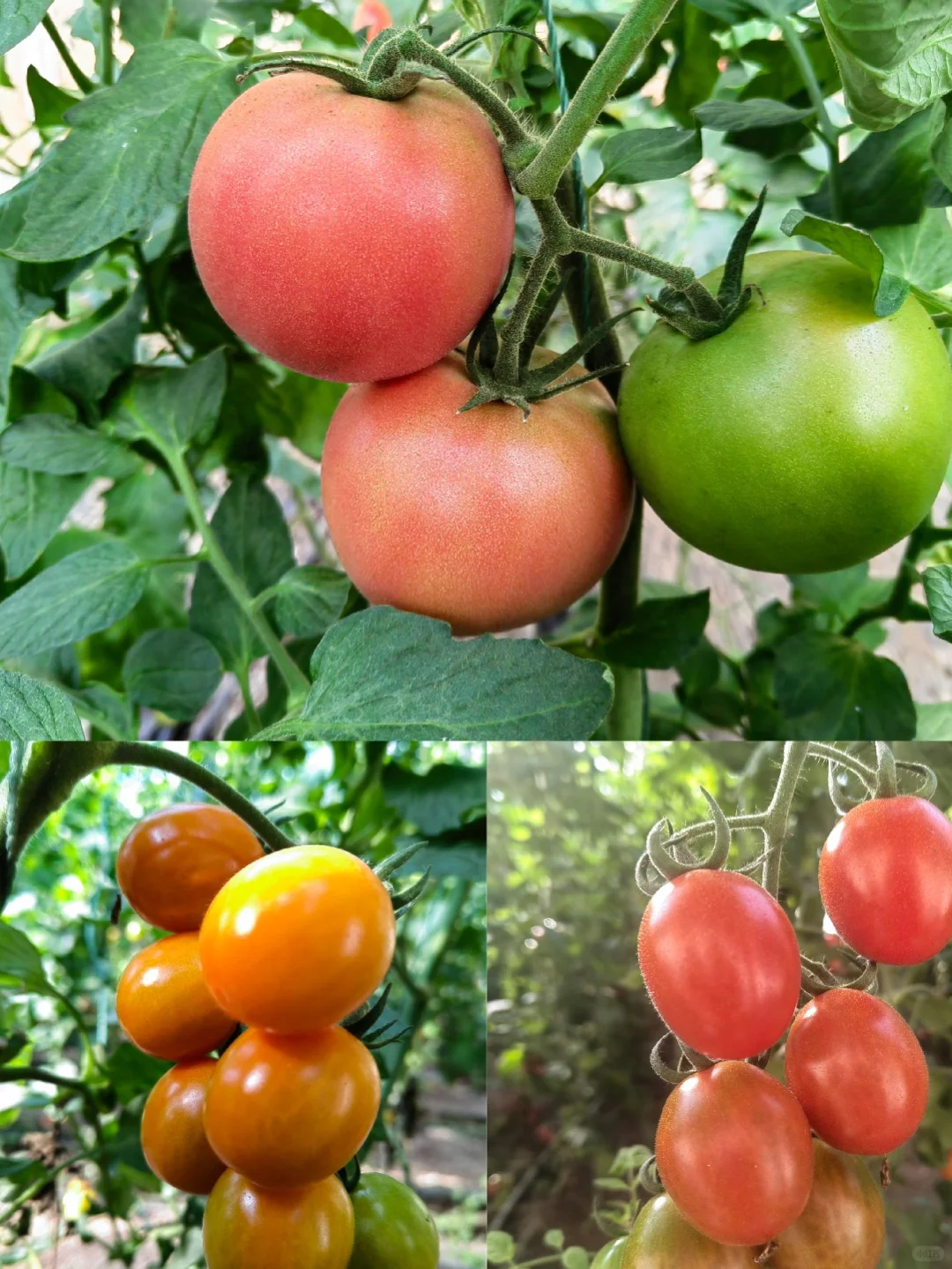 感恩节丨农人的喜悦金不换！