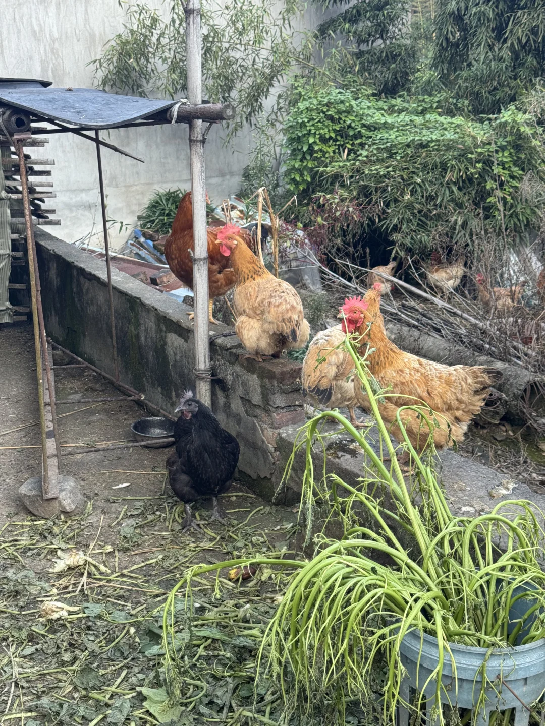 浙江的农村也是越来越好了