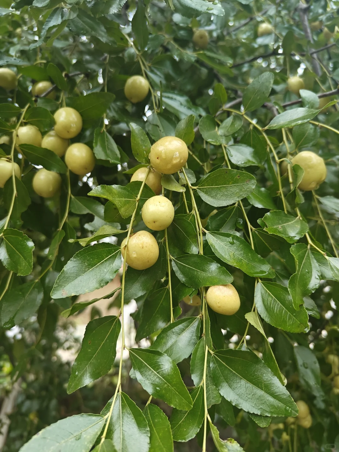 我们一起来认识身边的植物——米枣