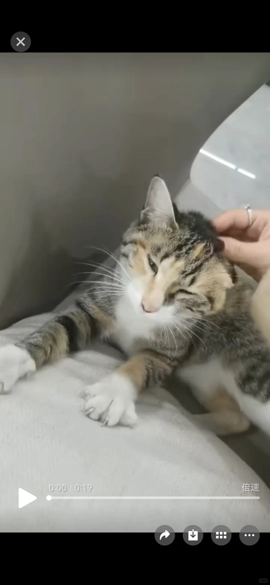 寻找猫咪主人