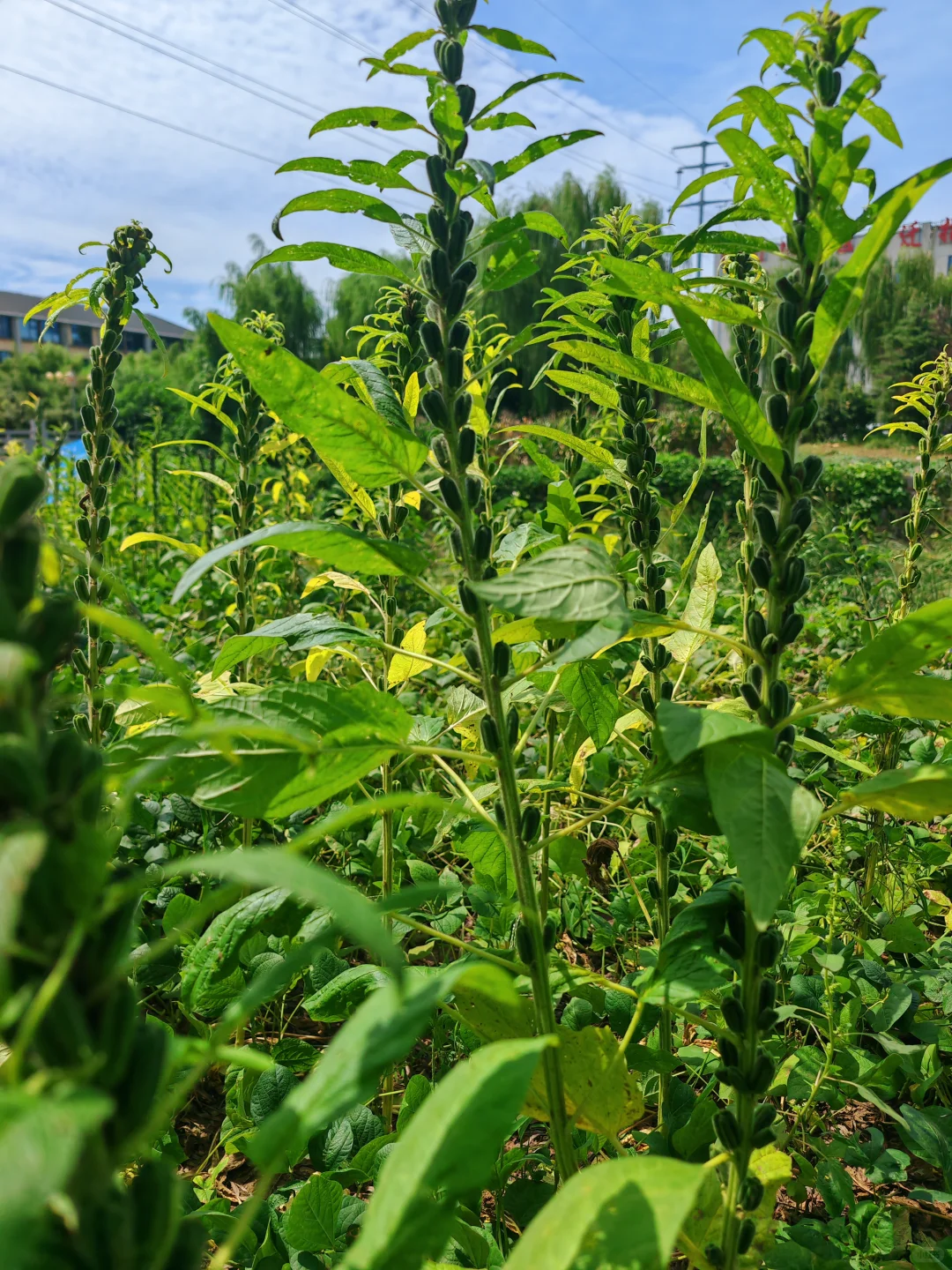 ?知道这庄稼叫啥名字的吗？