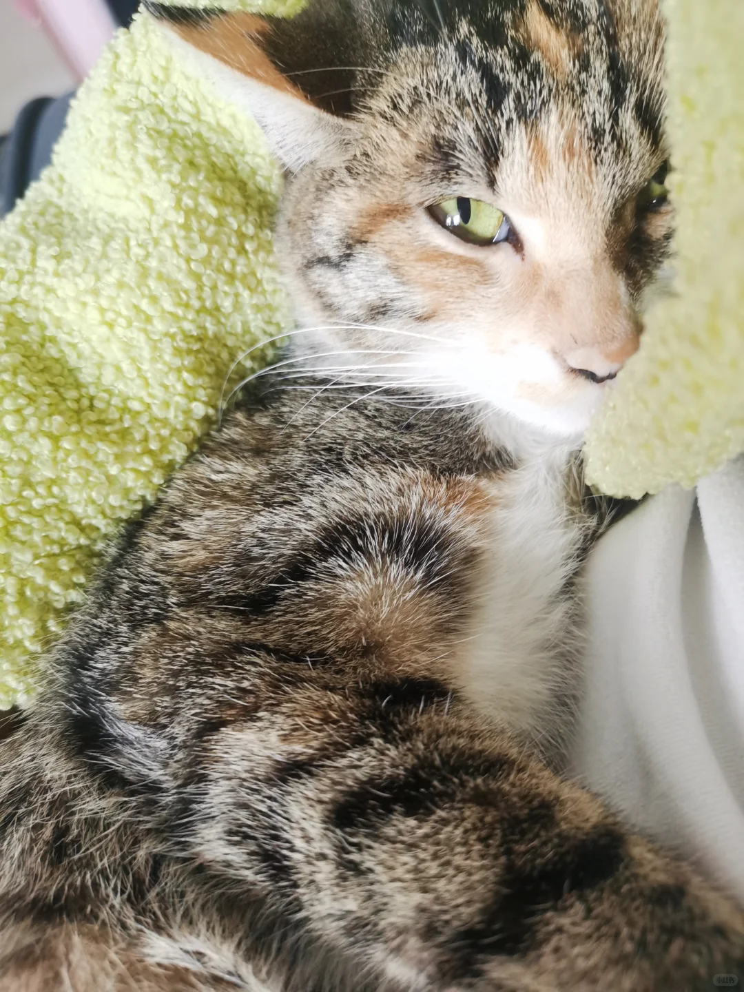 寻找猫咪主人