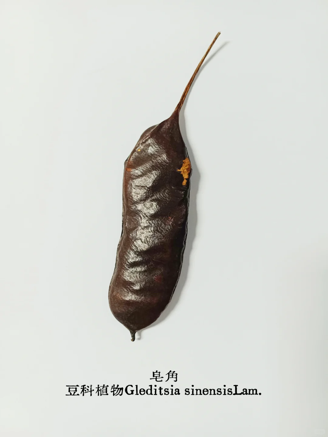 皂荚，不止一面｜从“肥皂荚”到“皂荚属”