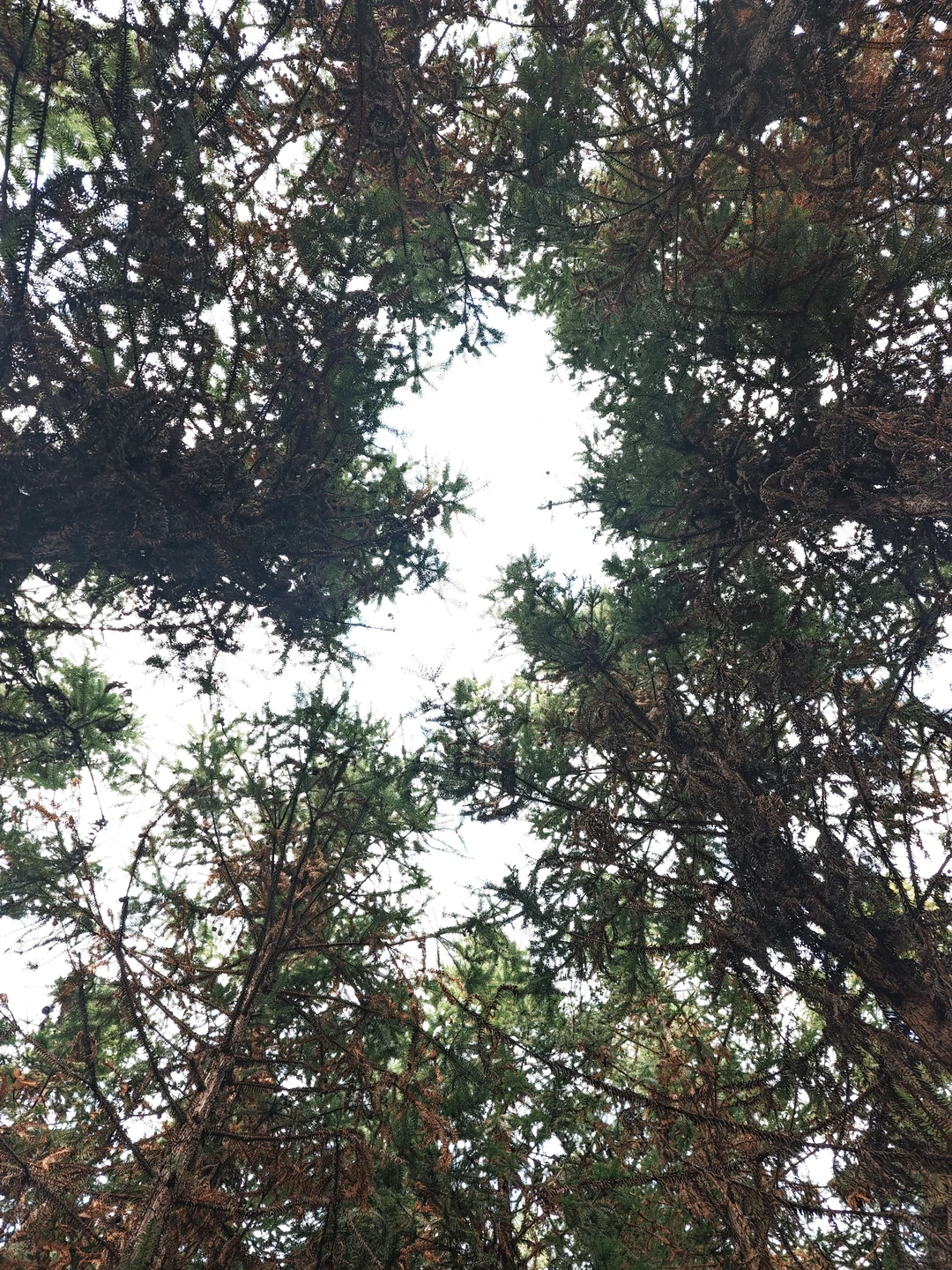 又是一年萝卜季