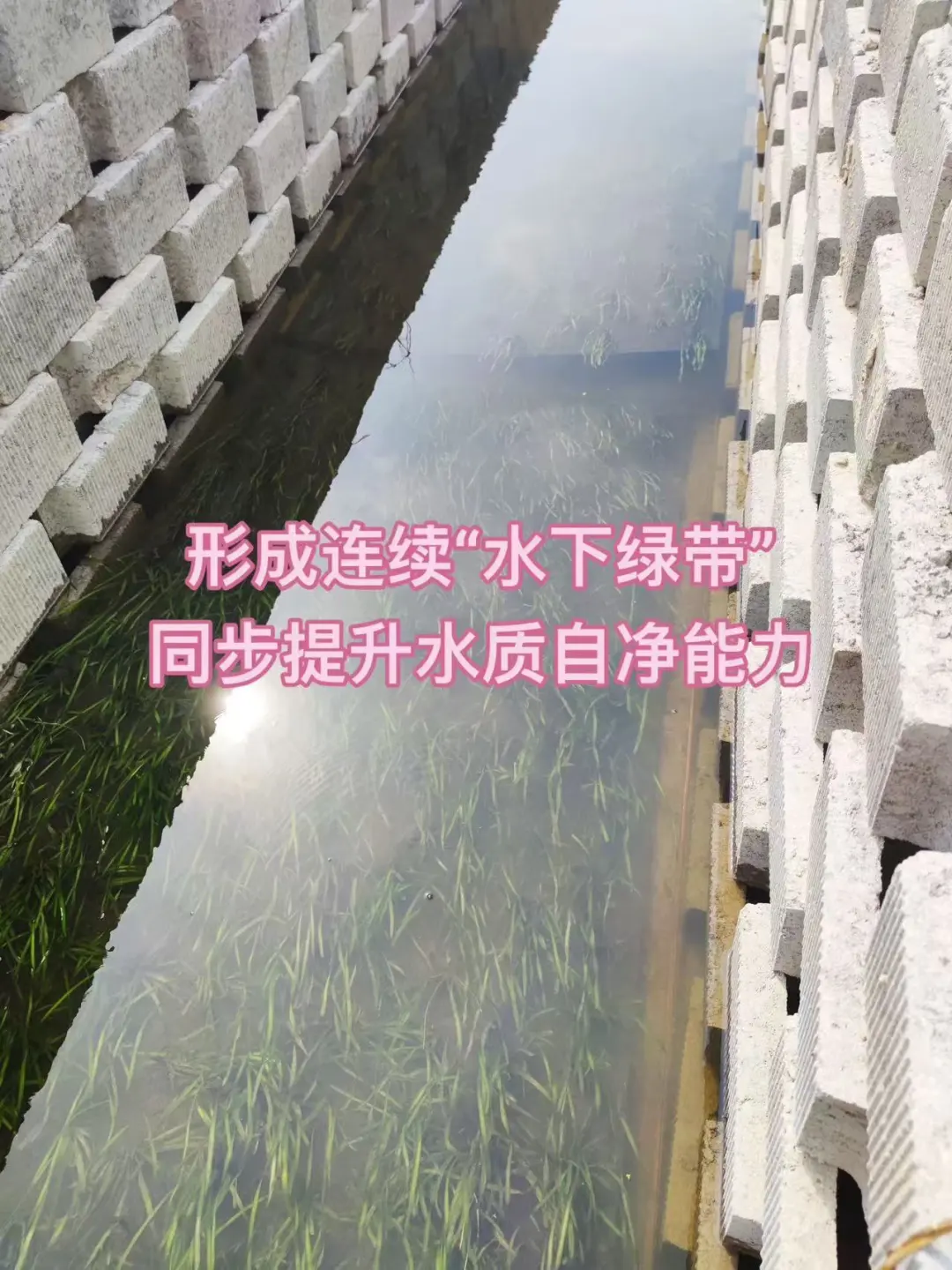 水下森林沉水草皮 · 生态退水渠工程实拍