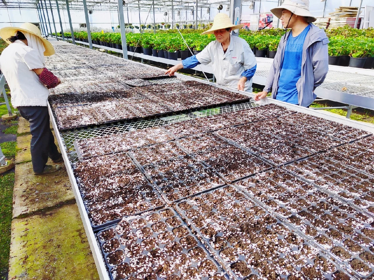 可食用景观植物产品生产