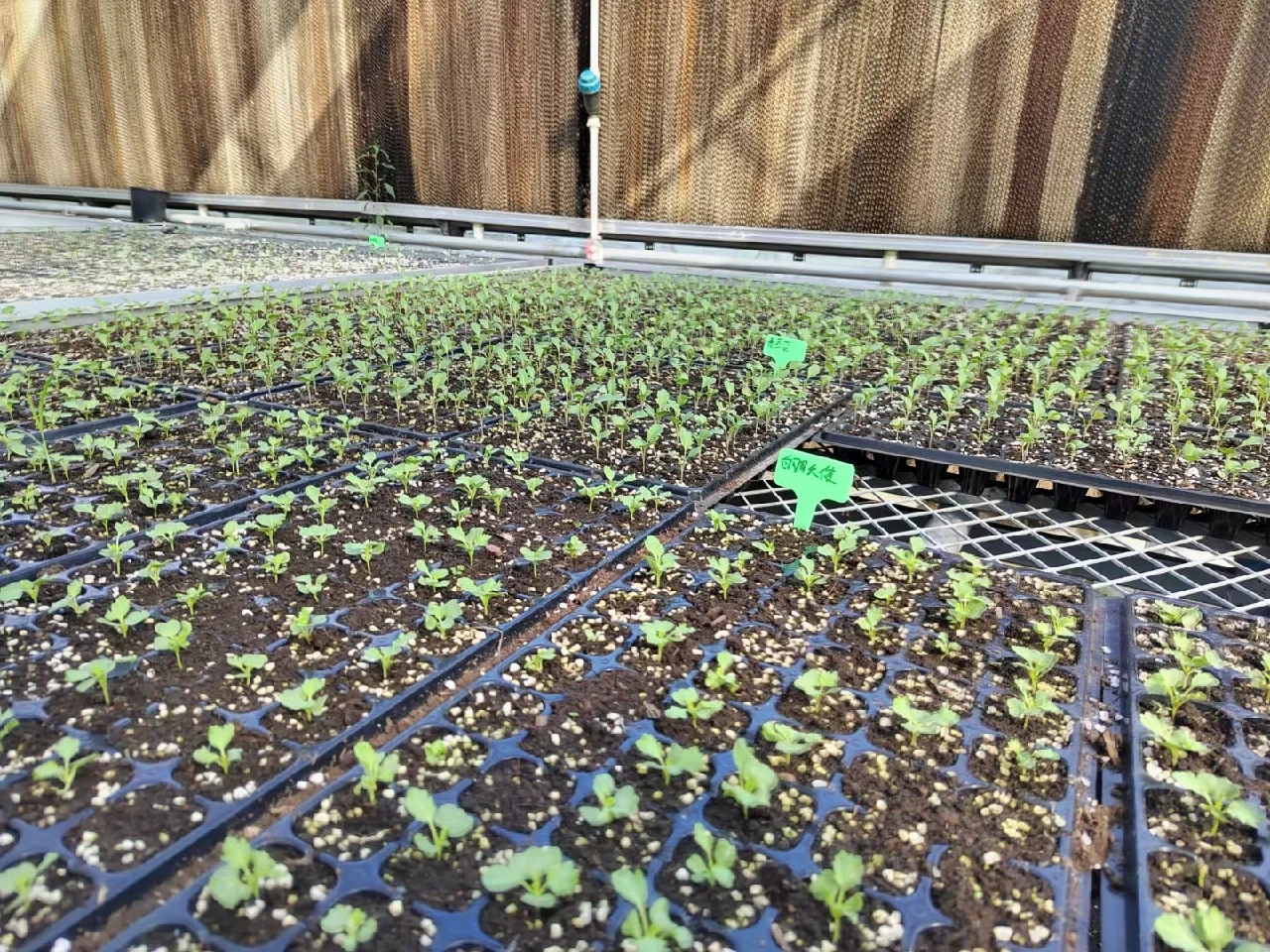 秋冬季可食用性景观植物