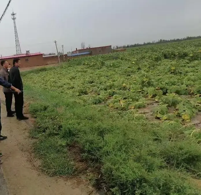 内蒙古连雨致农作物受损尤其葵花和豆类作物