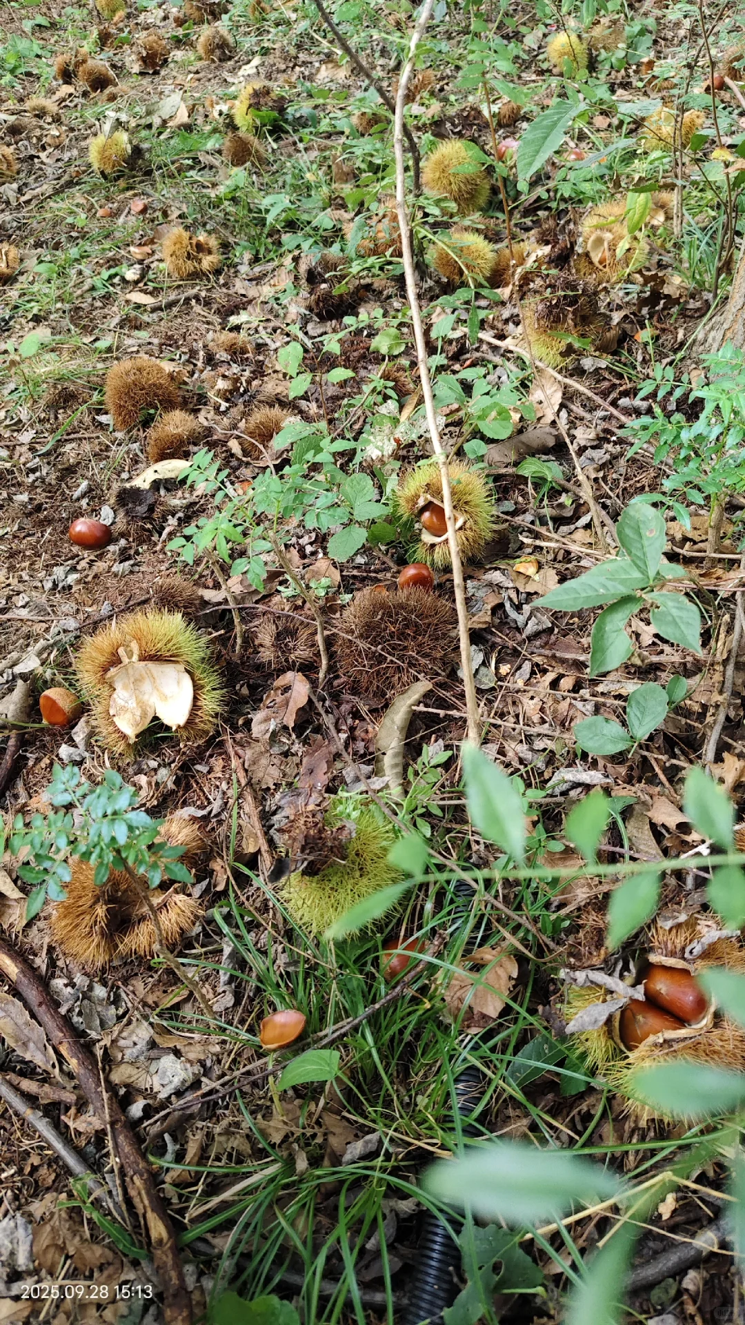 那些避雷丹东板栗的你出来。