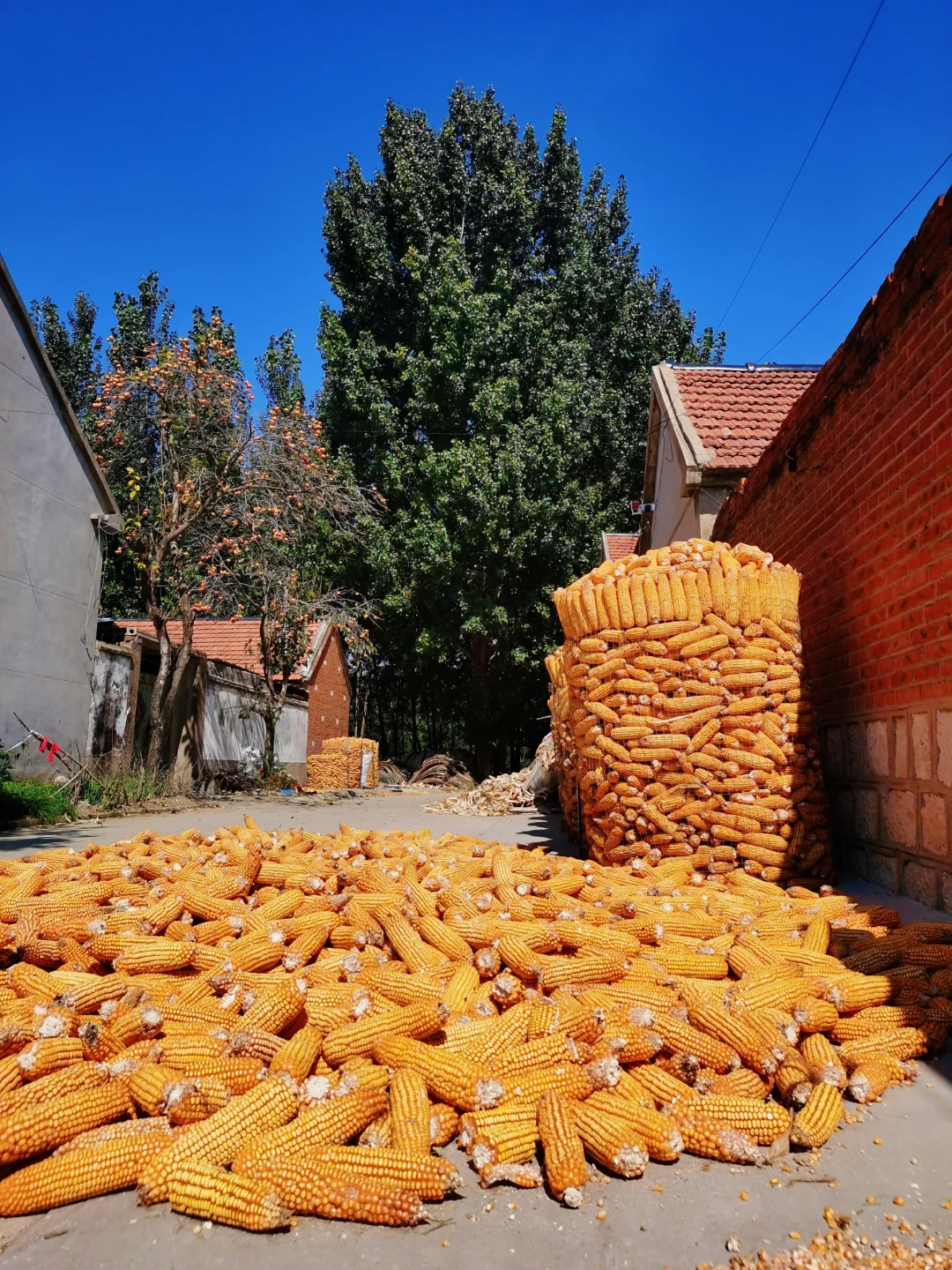 秋日丰收曲～藏在小城里的秋日画卷