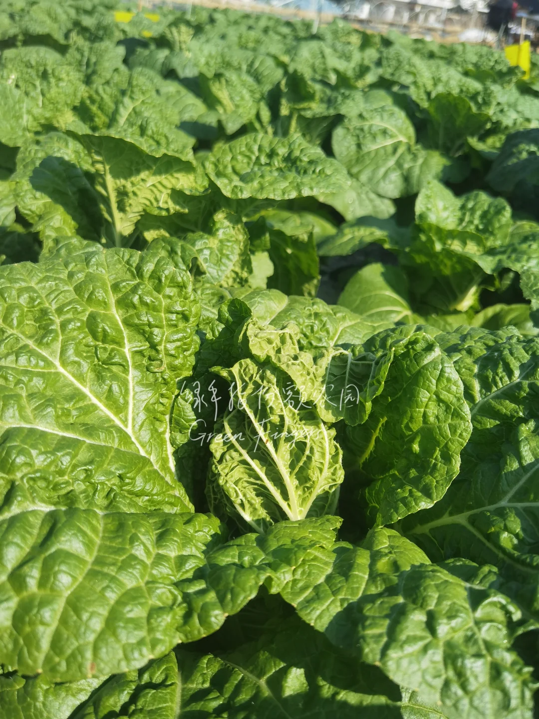 在广东，12月能吃到什么菜?