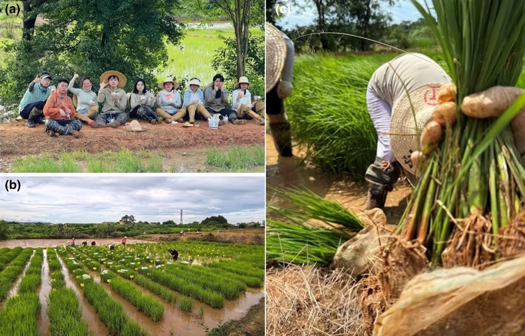中国科学院南京土壤研究所·梁玉婷研究员