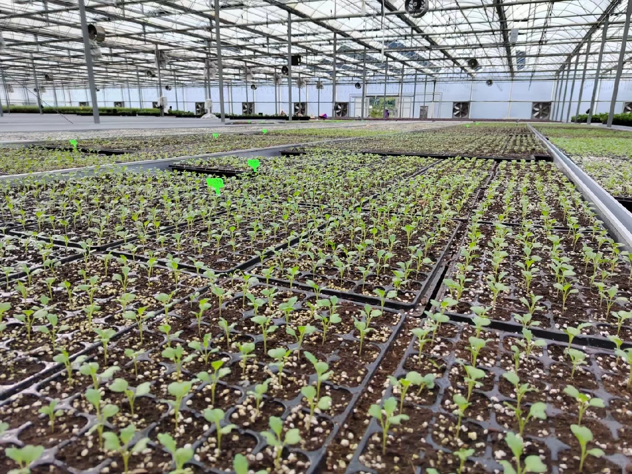 秋冬季可食用性景观植物