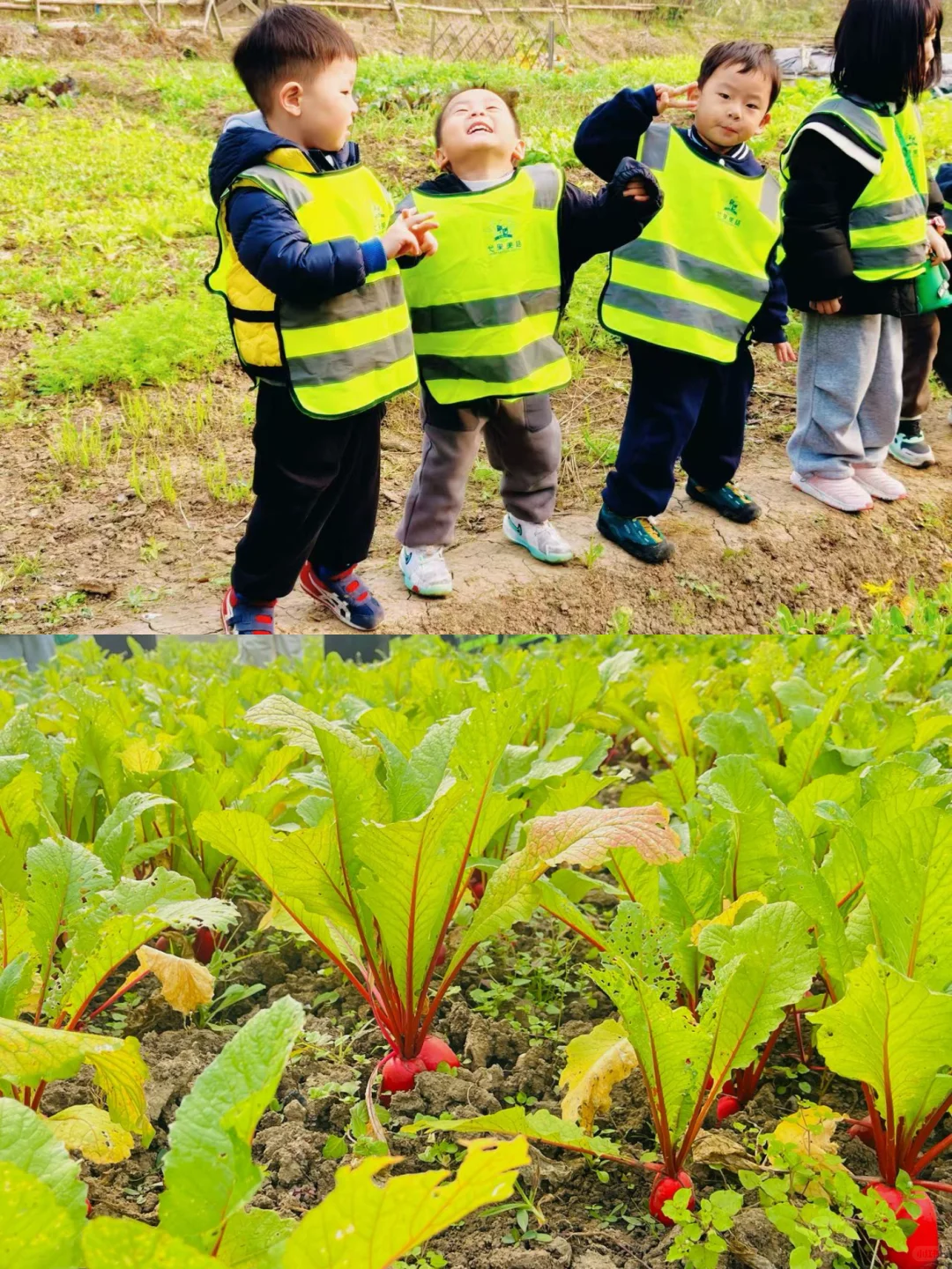 【“? 农耕田间•一起“趣”拔萝卜?”】