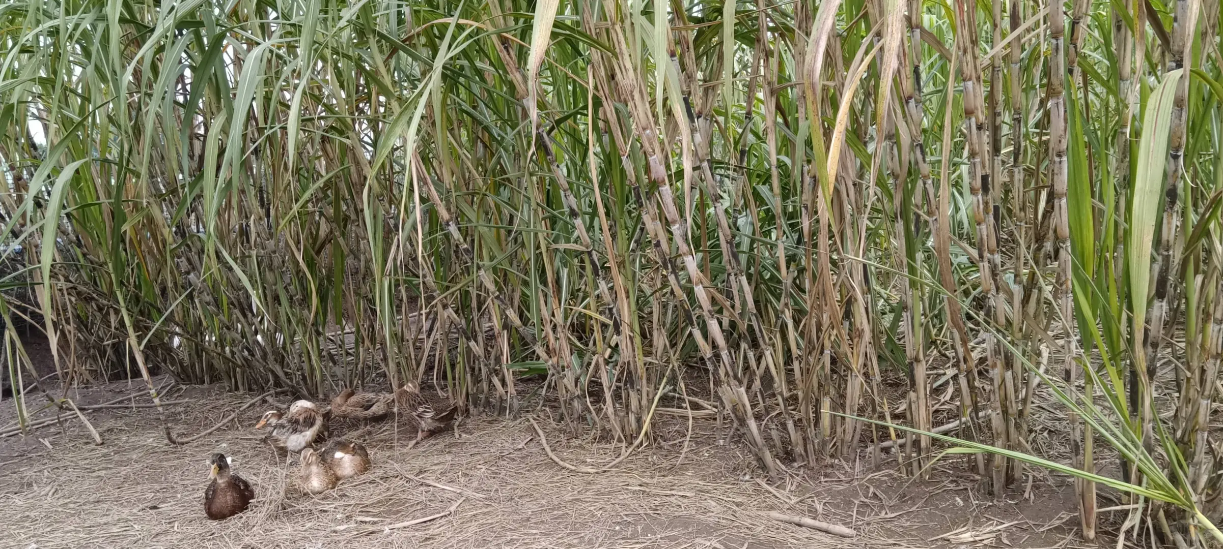 重庆本地老品种青甘蔗 生态野放种植自留种