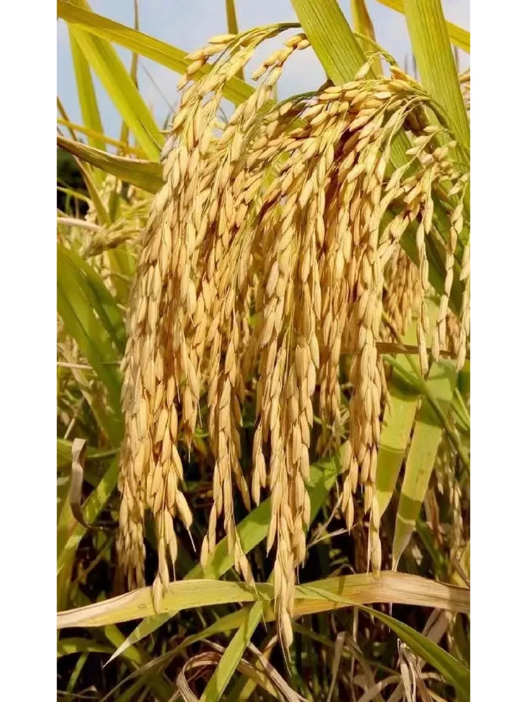 “人吃五谷杂粮” 其中“五谷”具体指哪种