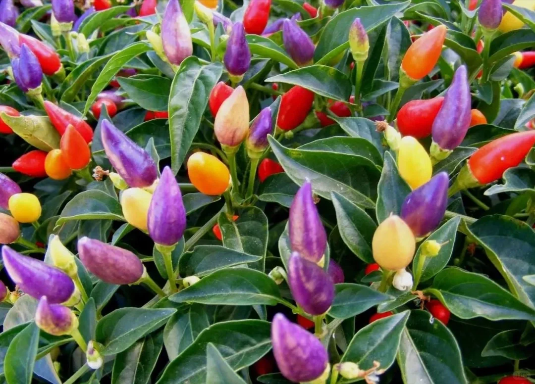 可食用性景观植物开发价值