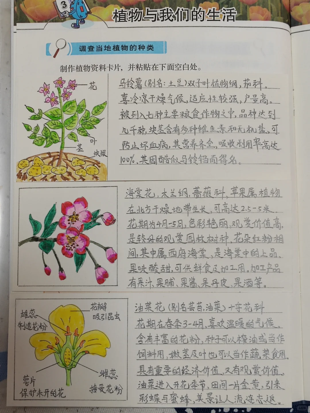 经济作物植物观察卡