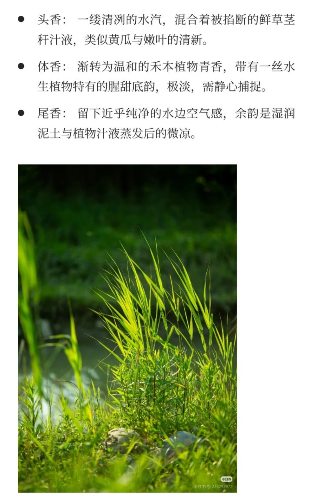 《楚辞》香草美人名录——华（芦苇）上篇