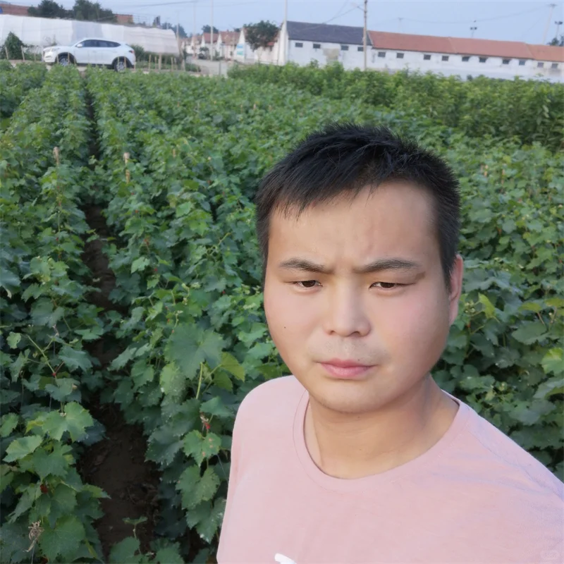 【玉露香梨树苗】栽培效益