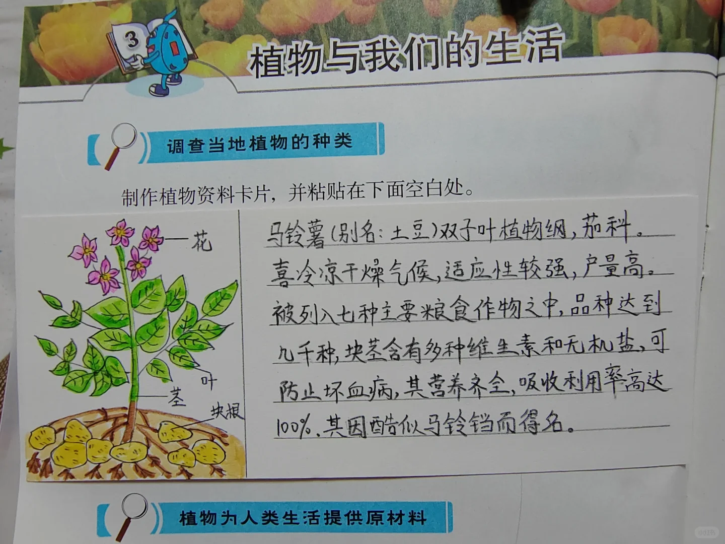 经济作物植物观察卡