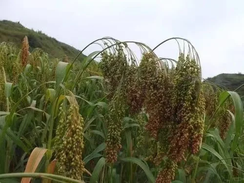 “人吃五谷杂粮” 其中“五谷”具体指哪种