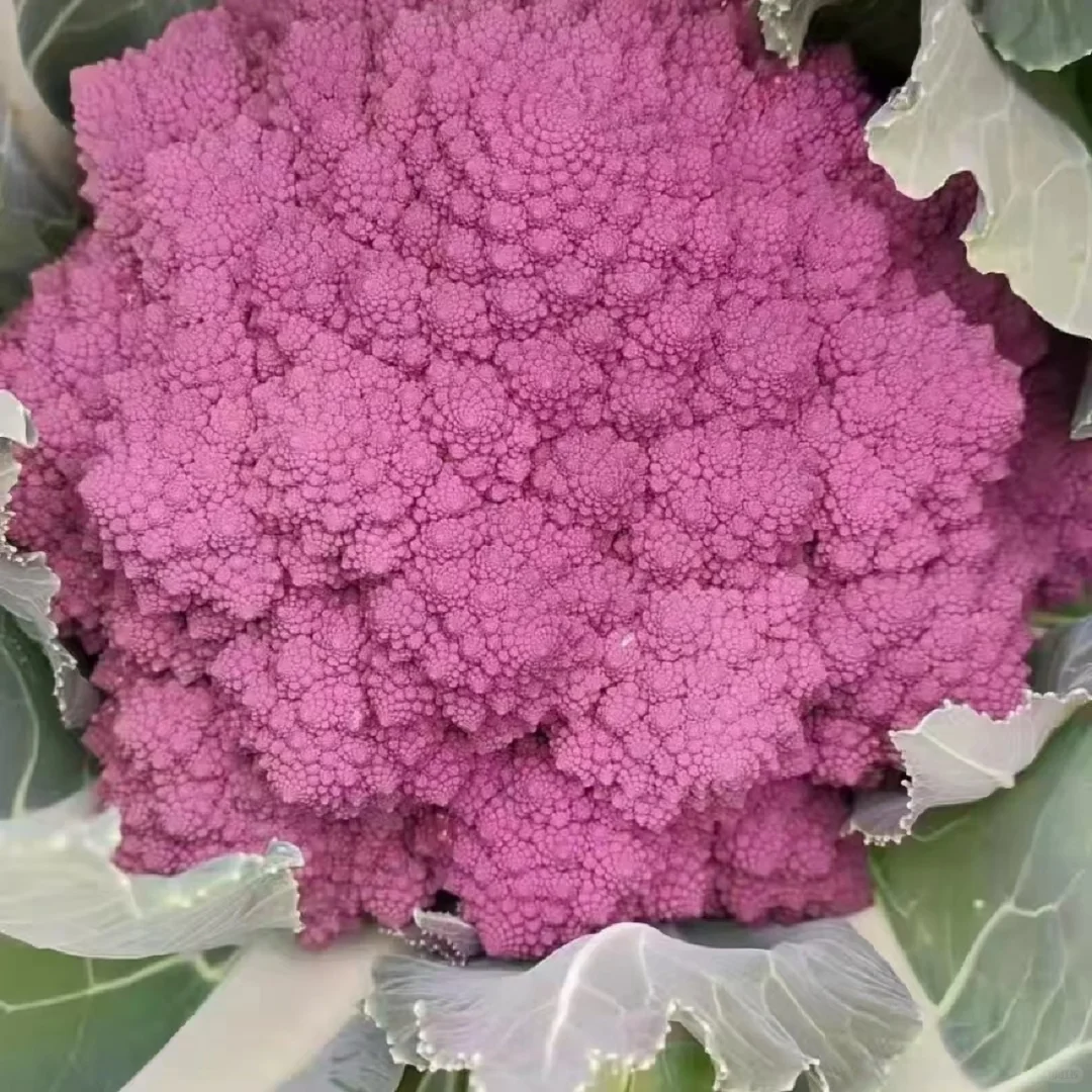 可食用景观植物产业