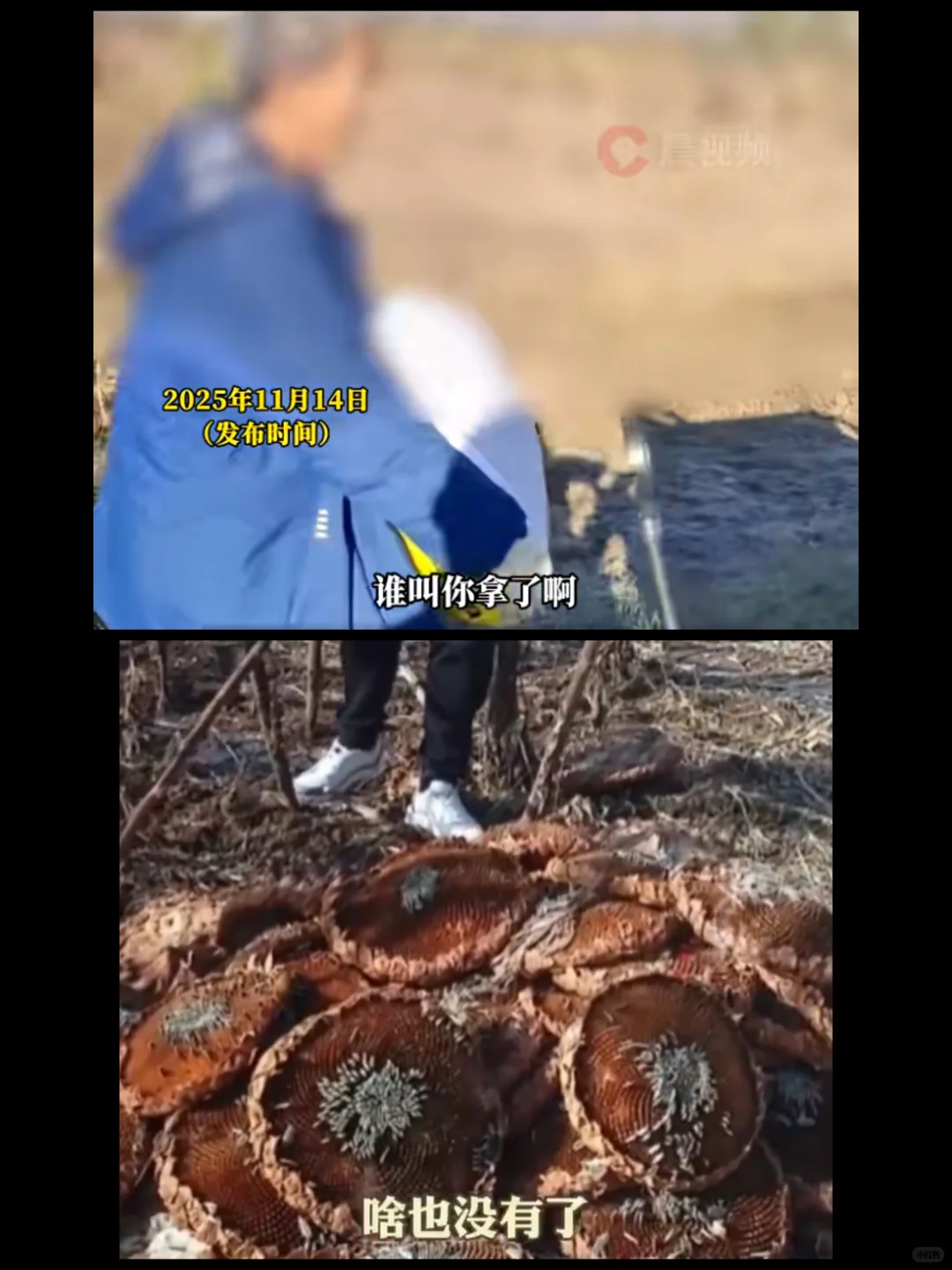 警方通报：呼和浩特百亩向日葵遭哄抢