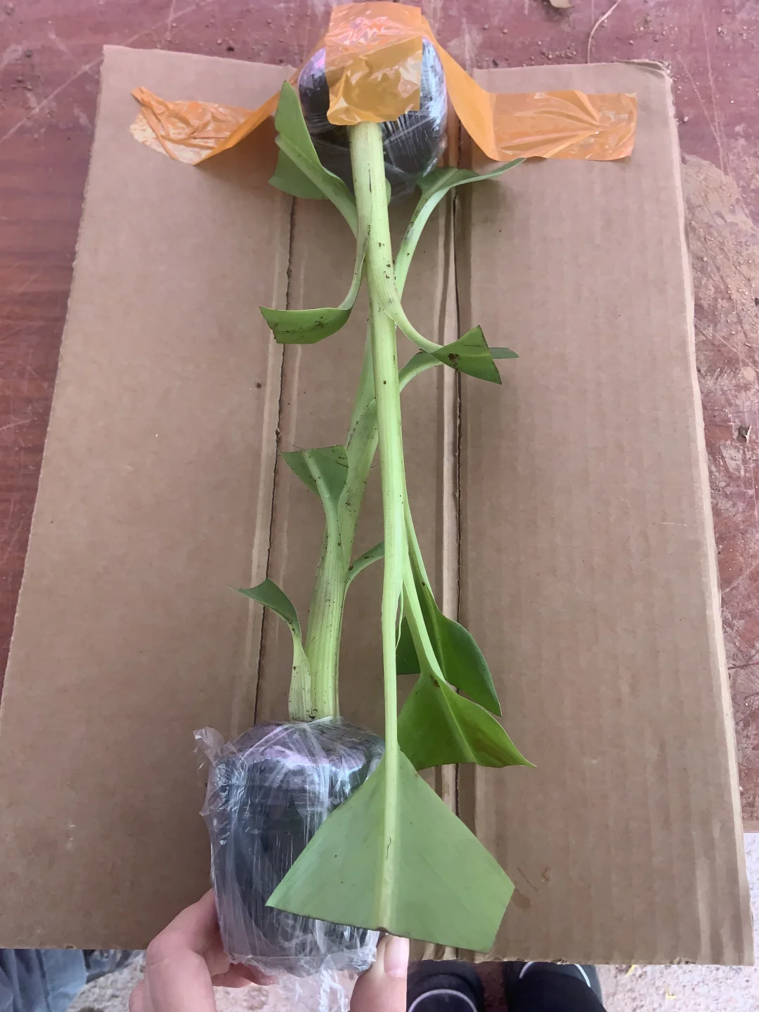 晒一下我的植物！