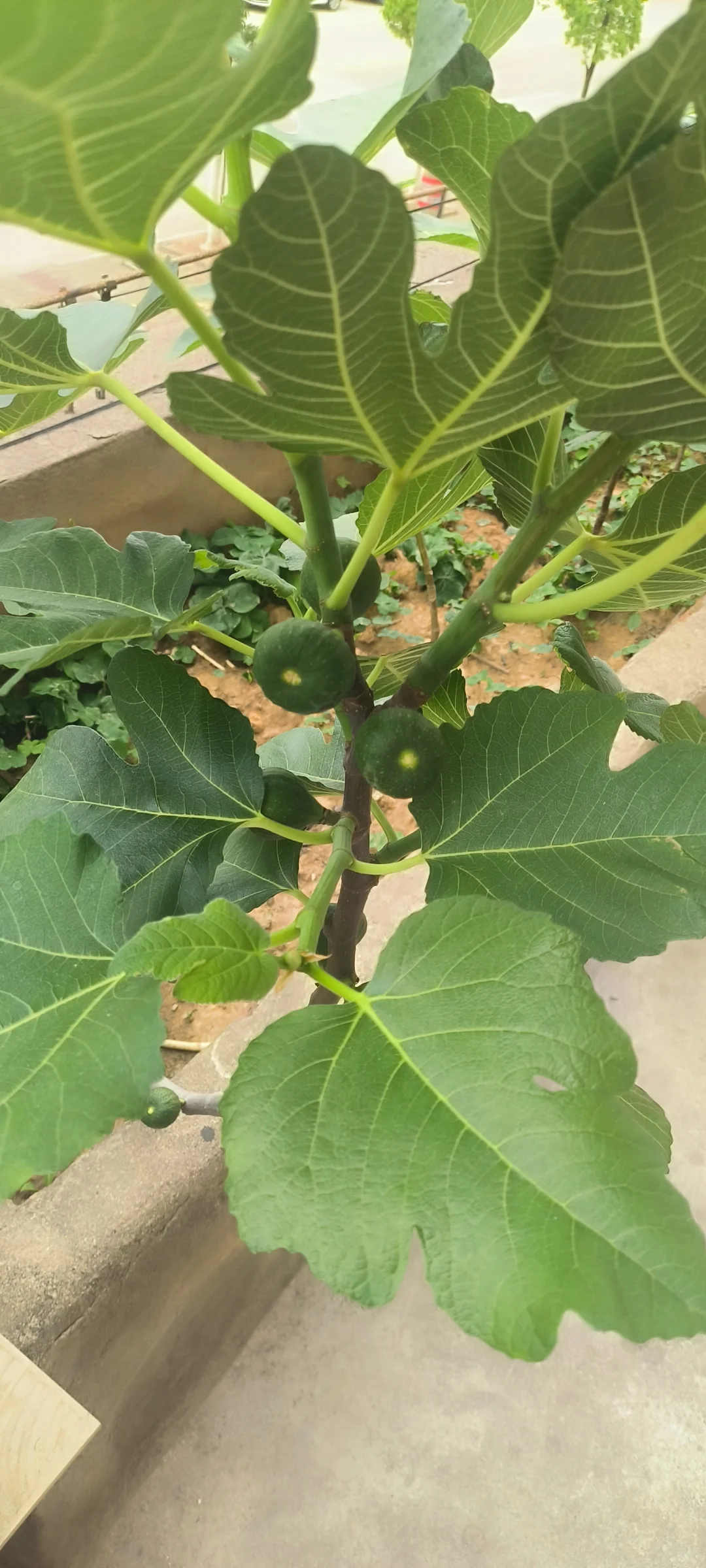 春果挂枝头，期待下个月成熟