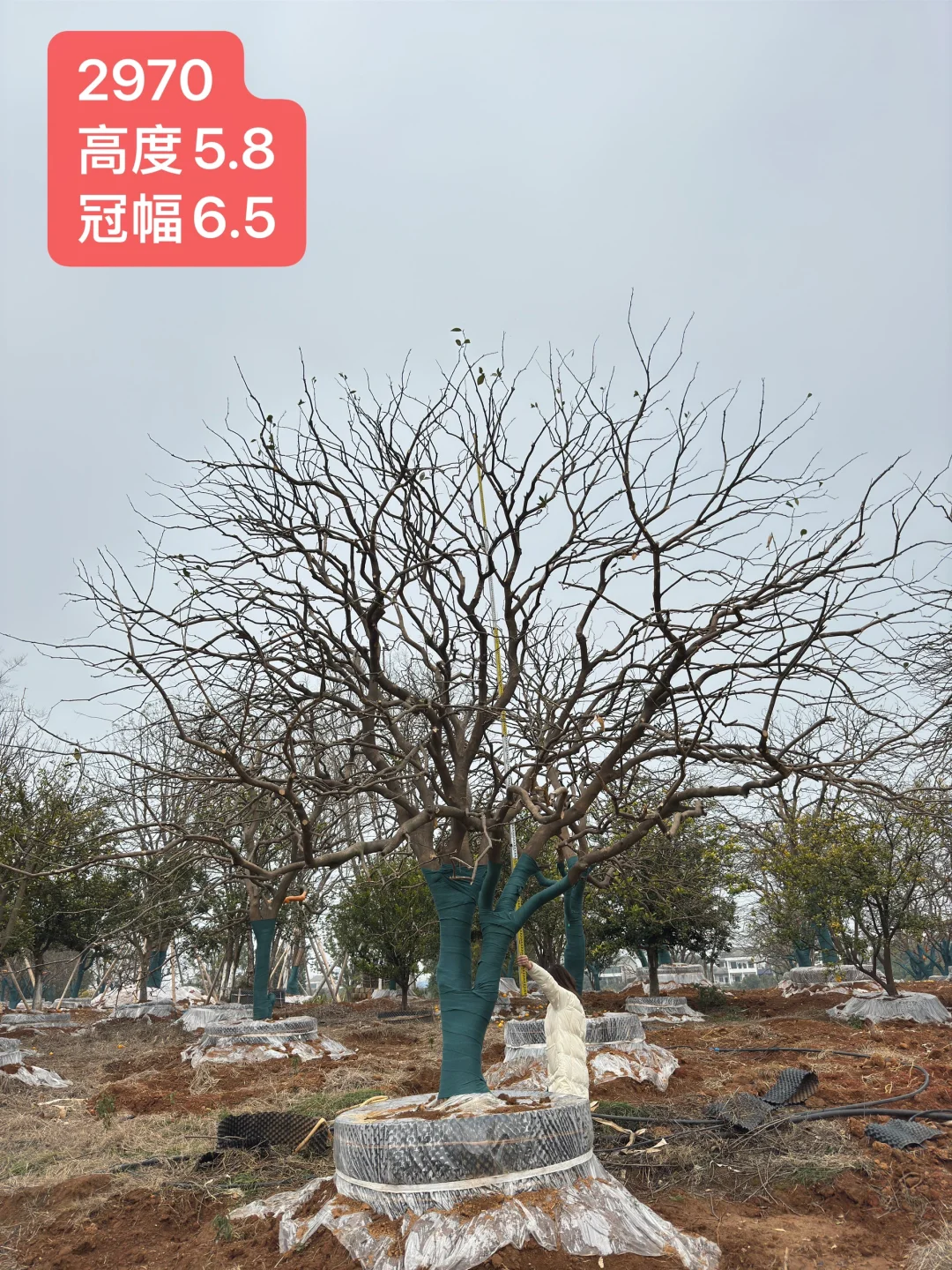 自产自销，新苗直供❤️