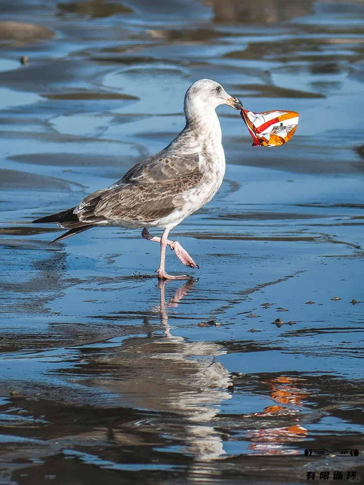保护海洋，从小事做起！