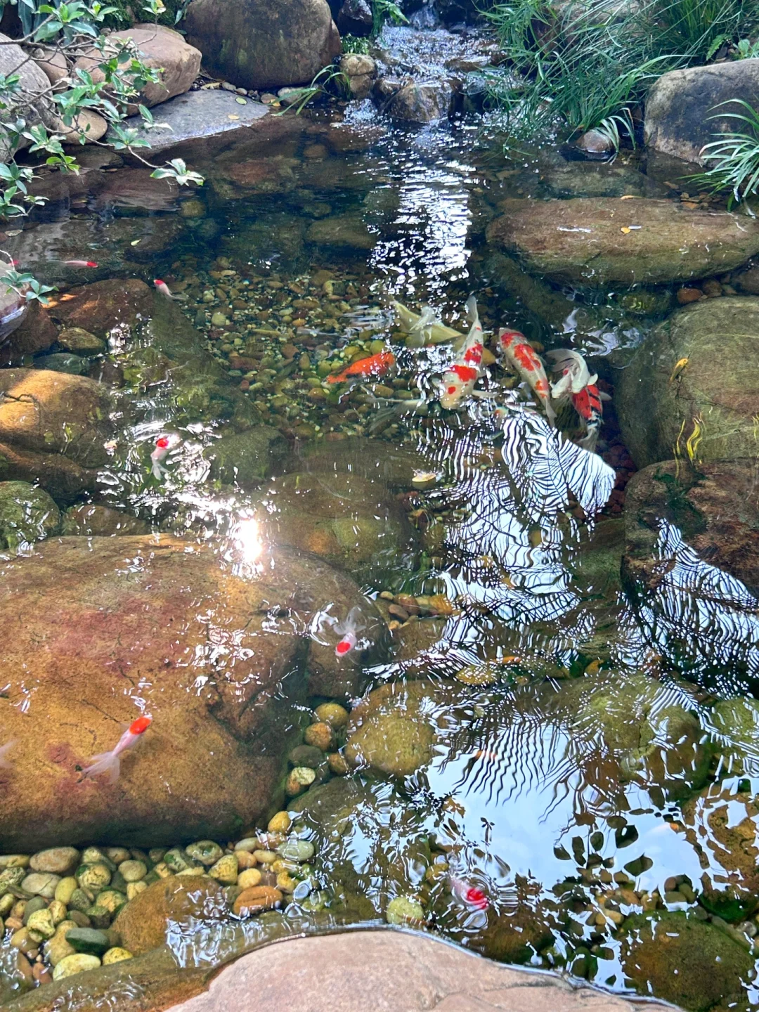 鱼池的水如何变干净？看完就懂了