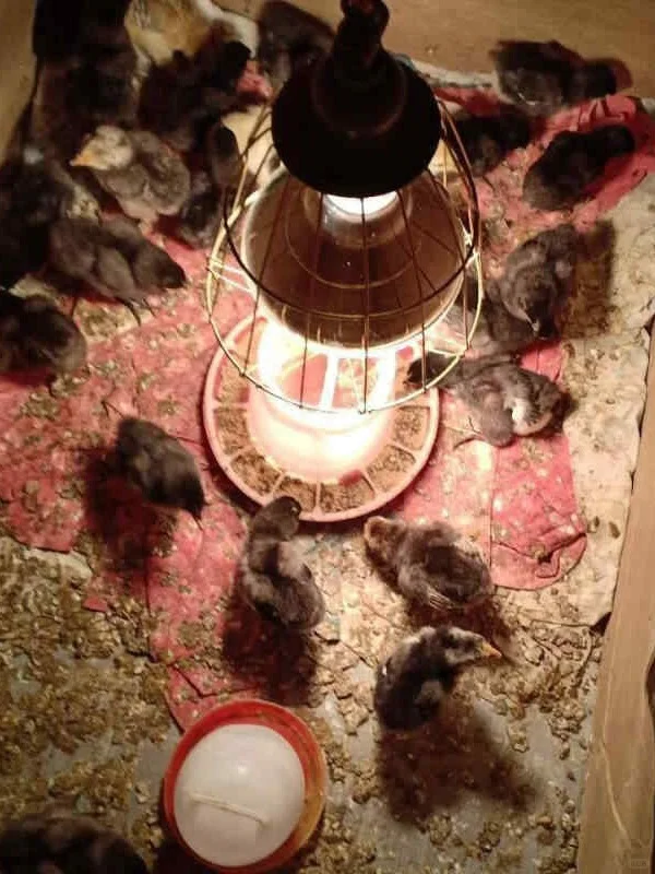 买了个20块养殖场灯暖到跺脚 ！??