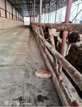 泽牧久远6.17今日分享：牛栏和牛槽